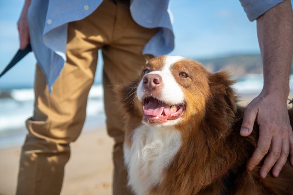 can you bring your dog to canada