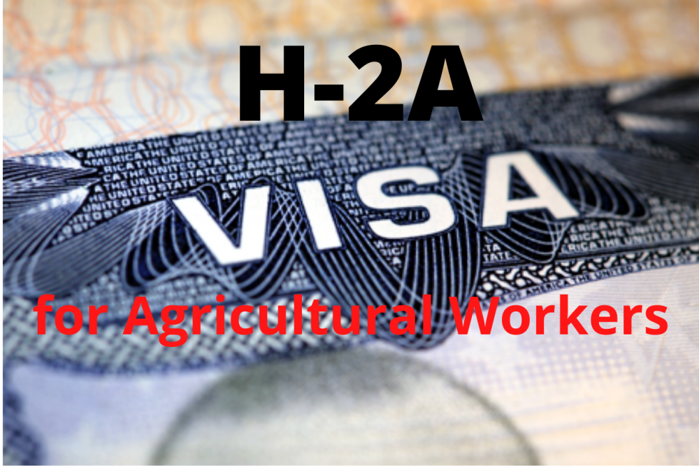 H-2A Visa For Agricultural Workers | Immigly